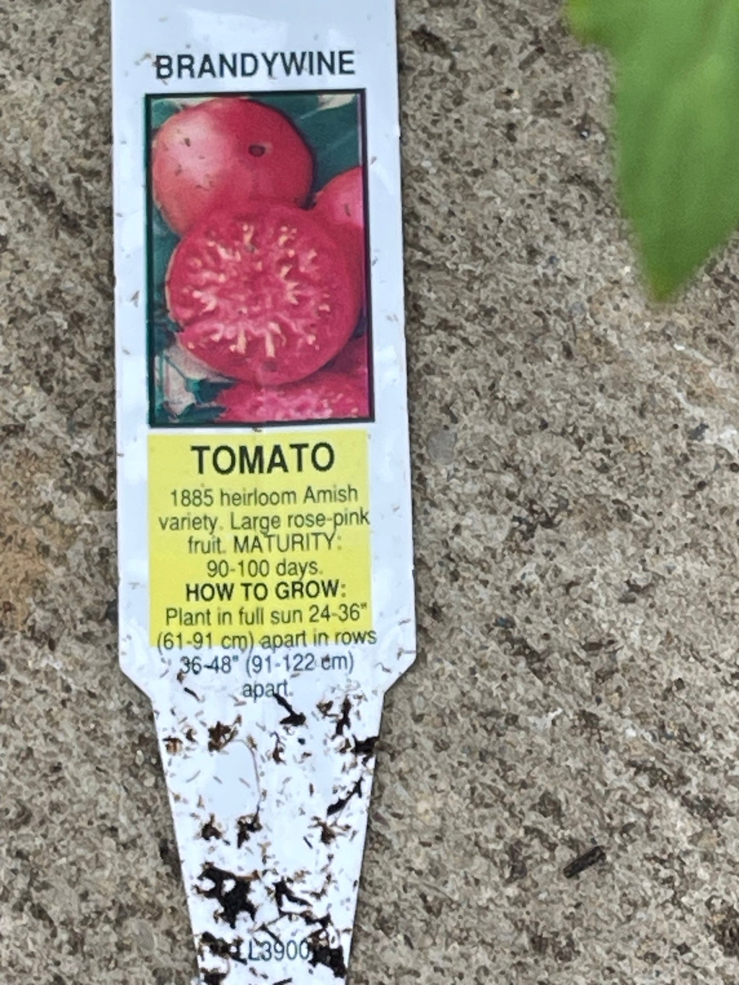 Tomato Seedling 4 ct ( Variety: Brandywine 1885 heirloom Amish variety)