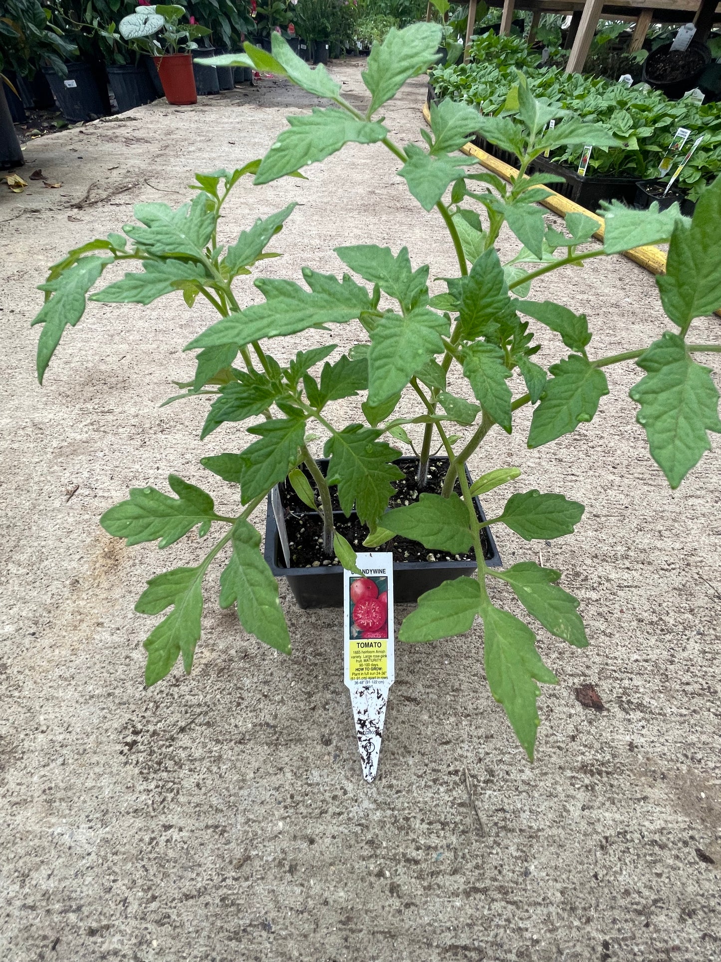 Tomato Seedling 4 ct ( Variety: Brandywine 1885 heirloom Amish variety)