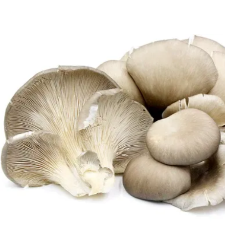 Oyster Mushroom