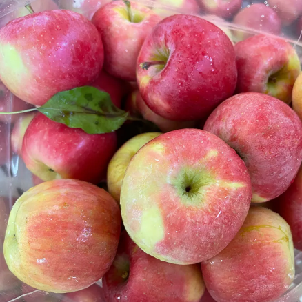 Amish Fuji Apple (two sizes available)